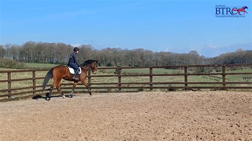 4.4K views · 182 reactions | BTRC Toby arrived in December, he is...