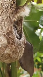 Bird eating poo 😨 #birds #birdlife #birdphotography #weird #birdlovers #birdoftheday | Birds lover