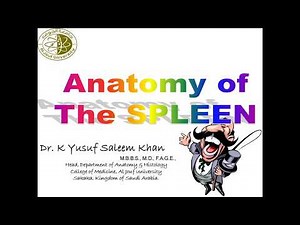 Anatomy Lecture of the SPLEEN || Dr. Yusuf ||