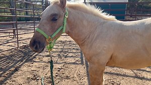 Sunday Blue on Reels