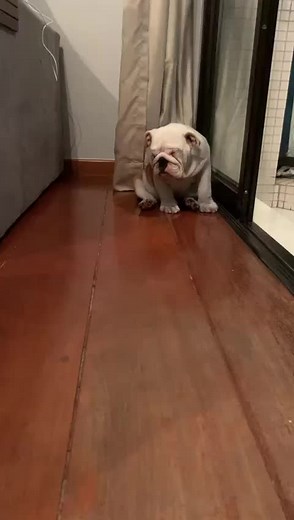 Canil Duas Marias no TikTok