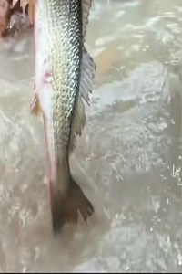 2.2K views · 18 reactions | With three pumps to pump 80 square meters of water pit, we caught huge gentian and eel. Part 7 | Krung | Facebook