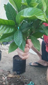 335K views · 4.9K reactions | propagation, rosal plant #reelsvideo #facebookreels #viralreels | Jayson M. Gaylan | Facebook