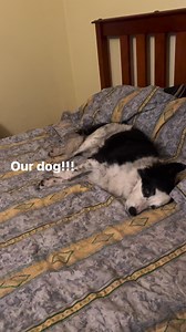 1.7K views · 77 reactions | Toby is still in the hospital! Archie is missing him! #mariannehands #bordercollie #highlightseveryone | Mary Rose A. Fletcher | Facebook