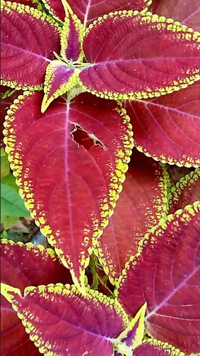 nice plant 🌿 the beuty full 👌 leef #flowers#nature#garden #nature #love