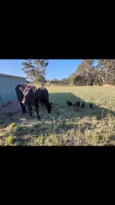 With a hot day before thecrains coming tomorrow, the girls ate enjoying a dirt bath underneath the magnolias to keep cool. Pity I had thrown some gooseberry seeds in there which obviously won't come through now 臘‍♀️ While the house gang dig themselves into the dirt, their rival gang are hanging out with the boys - The Big Bopper and Buddy Holly. Good to see they are getting on....sort of | TJ Fit | Facebook