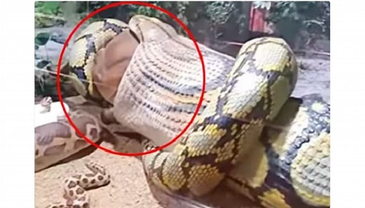 Python Swallows 300 Kgs Cow: బాప్రే.. 300 కిలోల ఆవును మింగేసిన భారీ కొండచిలువ.. ఎగబడి చూస్తున్న జనాలు