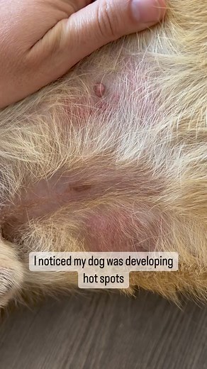 🏠 At home help for 🔥 Hot Spots Hot spots or Pyotraumatic Dermatitis is typically a well defined area of red, swollen skin and hair loss. Common causes include food sensitivities, itching due to fleas, environmental allergies, chronic moisture and contact with irritants. It is most important to get to the root cause! For food sensitivities, I use Nutriscan (code JUDY10 for a discount). For environmental allergies, I used Spectrum Labs. Work with your vet on this. Good grooming is critical for h