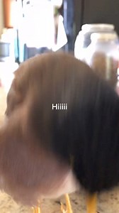 I m a Big Fat Chicken #BigFatChicken #FeatheredConfessions #ChickenHumor #PoultryProblems #CluckingConfessions #FowlAdventures #BirdBravado #HenHumor #FeatheredFunnies #PlumpPoultry #ChickenChuckles #FunnyFarmLife | Not So Boring.