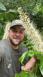Bottlebrush Buckeye (Aesculus parviflora) is one of the coolest shrub species i have ever come across! Have you heard of these native shrubs? #nativehabitatproject #plantnative #biodiversity #nativeplants #nativetrees #bottlebrushbuckeye | Native Habitat Project