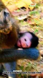 18K views · 308 reactions | Mom, don't wean the monkey baby off the milk just yet, it's still too young  | Little BB Monkey | Facebook