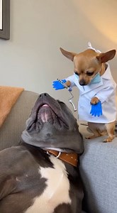 DENTIST TOOTH PULL PRANK 😂🦷🇺🇸 #funnydog #dogcomedy #AI #LOLAnimalss #chihuahua #rottweiler | Everyday Aww