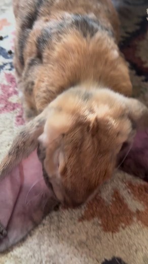 At some point you’re probably going to need to give your rabbit medication. Try getting them used to medication administration by putting dilute fruit juice in a syringe. Compounded medication with a flavor is important as well. Josie has banana crème. Most vets can work with a pharmacy. | Southwest Florida House Rabbit Rescue