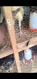 15K views · 300 reactions |  Réalité de la jeunesse – Bonne opportunité d’élevage !   Des dindon gros gabarit de 3 mois et plus disponibles à Ouagadougou, Dassasgo.  Vaccins bien respectés, santé garantie.  Prix : 11.000 F l’unité  Je conseille à tous ceux qui veulent se lancer dans l’élevage de saisir cette chance. Ensemble, encourageons l’élevage local et faisons grandir nos fermes !  Contact : +226 67 82 45 54 | Abazon elevage | Facebook