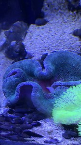 Green Carpet White Carpet Yellow Carpet $99.00 | Aquarium Center