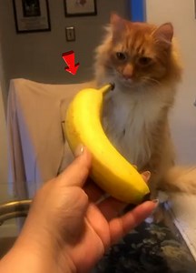 2.9K views · 28 reactions | Animals Gone Off Script! 勞 | I Freaking Love Animals | Facebook