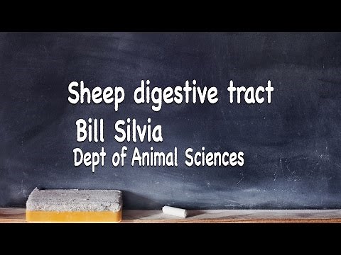 Sheep Digestive Tract Dissection