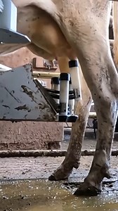 11K views | Robotic milking | Force Of Nature | Facebook