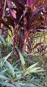 2.4K views | Beautiful display | Elizabeth McClendon | Facebook