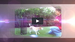 Low Stress Handling, Restraint, and Behavior Modification of Dogs & Cats - Companion Videos