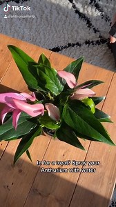 How to take care of Anthurium plant video | India Gardening