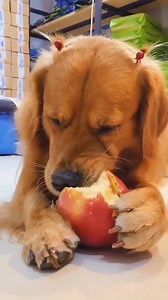i love apples | Dog lover