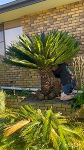 Fresh look for this beast. #hedging #topiarygarden #gardener #hedgelover #hedge #topiary #gardening #gardeninglife #hedgetrimming #lawncare #mowing #lawnmowing #maintenance #gardenmaintenance #bluebeardlawnandgardens #plants #flowers #landscape #edging #lawn #nature #satisfying #fyp #garden #makeover #grass #turf #greengrass #stripes #hallidayspoint | Bluebeard Lawn & Gardens