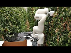 Tomato harvester on Automato's robot platform