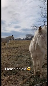 Hard to wake up an old and deaf horse.梁 He gets to me every time. #LinkBudsNeverOff #horsesleeping #deafhorse #fyp #albinohorse #horses #foryou | Haydn House | Facebook