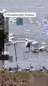 Our sealers are second to none. #tile #sealer #floor #satisfying #asmr Memphis Area Steam Cleaning & Stone Experts: RotoClean Services 901-644-8000 We offer a wide range of services, including: 💥Stone repair, honing, polishing, sealing (Marble, travertine, limestone, Mexican tile, granite, terrazzo, brick, etc. 💥Carpet cleaning, odor removal, scotchgard, etc 💥Tile & Grout cleaning, sealing, color-sealing restoration) 💥Hardwood sanding, screening, refinishing, deep cleaning & sandless refinis