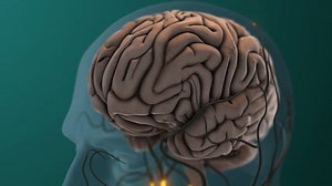 Neural Signals Transmitted Brain Sexual Stimulation Stock Footage Video (100% Royalty-free) 3884040329 | Shutterstock