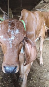 3.9K views · 106 reactions | Beautiful Gir Cow calf 珞 | Indian Animals And Birds | Facebook