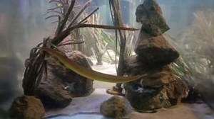 1.3K views · 24 reactions | LOVE IS IN THE AIR!! Our snake pipefish...