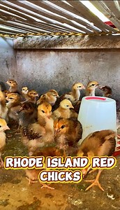 RHODE ISLAND CHICKS FOR RELEASE 3weeks old! 100pcs Available‼️‼️‼️ | Agri Engr Trish