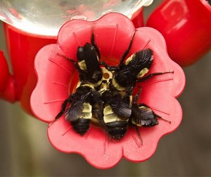 How to Keep Bees out Of a Hummingbird Feeder? – Hummingbirds Info