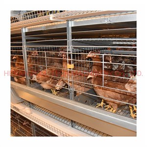 [Hot Item] Automatic Layer Poultry Equipment Price/Battery Design Layer Chicken Cage