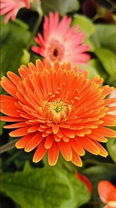 Colours Of Nature; FLOWERS 🌸🌼🌸🌼🌸🌼🏵️🌹🌺🌻❇️