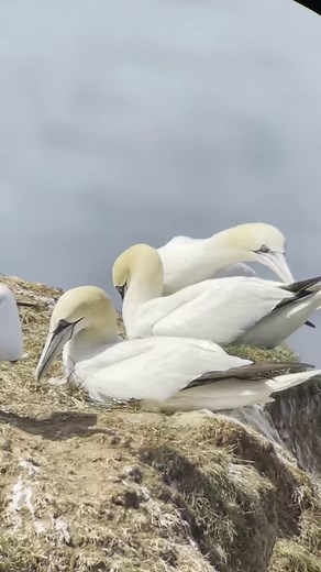 ‘Yorkshire Summer’. The gannets at Bempton cliffs are just mesmerising and without doubt a highlight of our visit to Yorkshire in July. Along with thousands of Guillemots, Razorbills, Kittiwakes and Puffins these bird filled Yorkshire cliffs are a magnificent sight. But our visit to Yorkshire in summer has lots more to tempt you and I just love leading this holiday!! Just click on the link below to find out more, Sally (Nowell). http://bit.ly/sw_yorksumm #yorkshire #bemptoncliffs #gannets #yorks