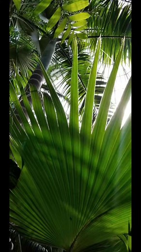 My #zen #MN #comozooconservatory #plantsmakepeoplehappy | Meggan Storrs