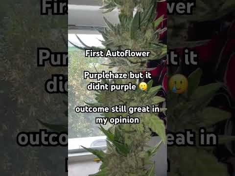 First Autoflower harvest #weed #cannabisgrower #grow #cannabiseducation #automaticflower