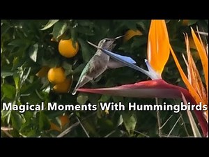 Beautiful Hummingbird Moments | Slow Motion & Close-Up Compilation
