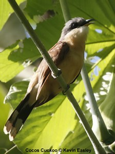 Cocos Island Cuckooo