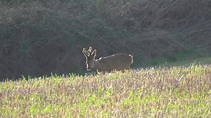 Cervus-UK on Reels