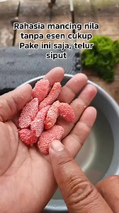 The secret to fishing for tilapia using moss using snail eggs | Yayat Giriwil Reel