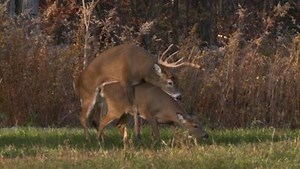 White-tailed deer (whitetail): Buck mates with d...