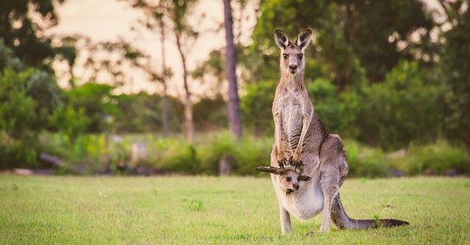 What Do Kangaroos Eat?