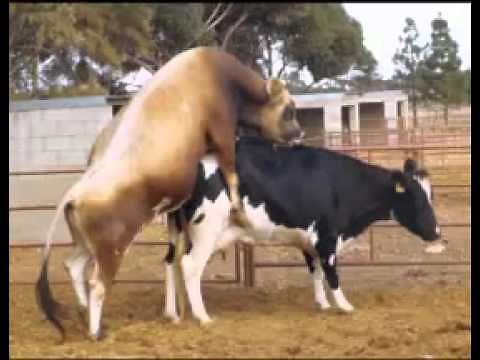 Bull and Cow breeding