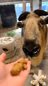 36K views · 747 reactions | Getting up close & personal with Mei Long the Sichuan Takin! Most of our animals who call the Asian Highlands home love the colder weather that’s coming up. If you weren’t able to catch our Takin or Amur Tigers out and about this summer, venture into Asian Highlands again as the weather gets colder to see these species really in their element! #OmahaZoo #VisitOmaha #Takin #Fall | Omaha's Henry Doorly Zoo and Aquarium | Facebook