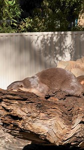 That winter sun feeling! 🦦☀️ | Gorge Wildlife Park