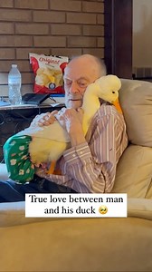 7.4K views · 28 reactions | Is that a shower cap as a diaper? ❤️ (Via: ViralHog) - #duck #wholesomevideos #wholesome #pubitypets | Fluffy Animals | Facebook